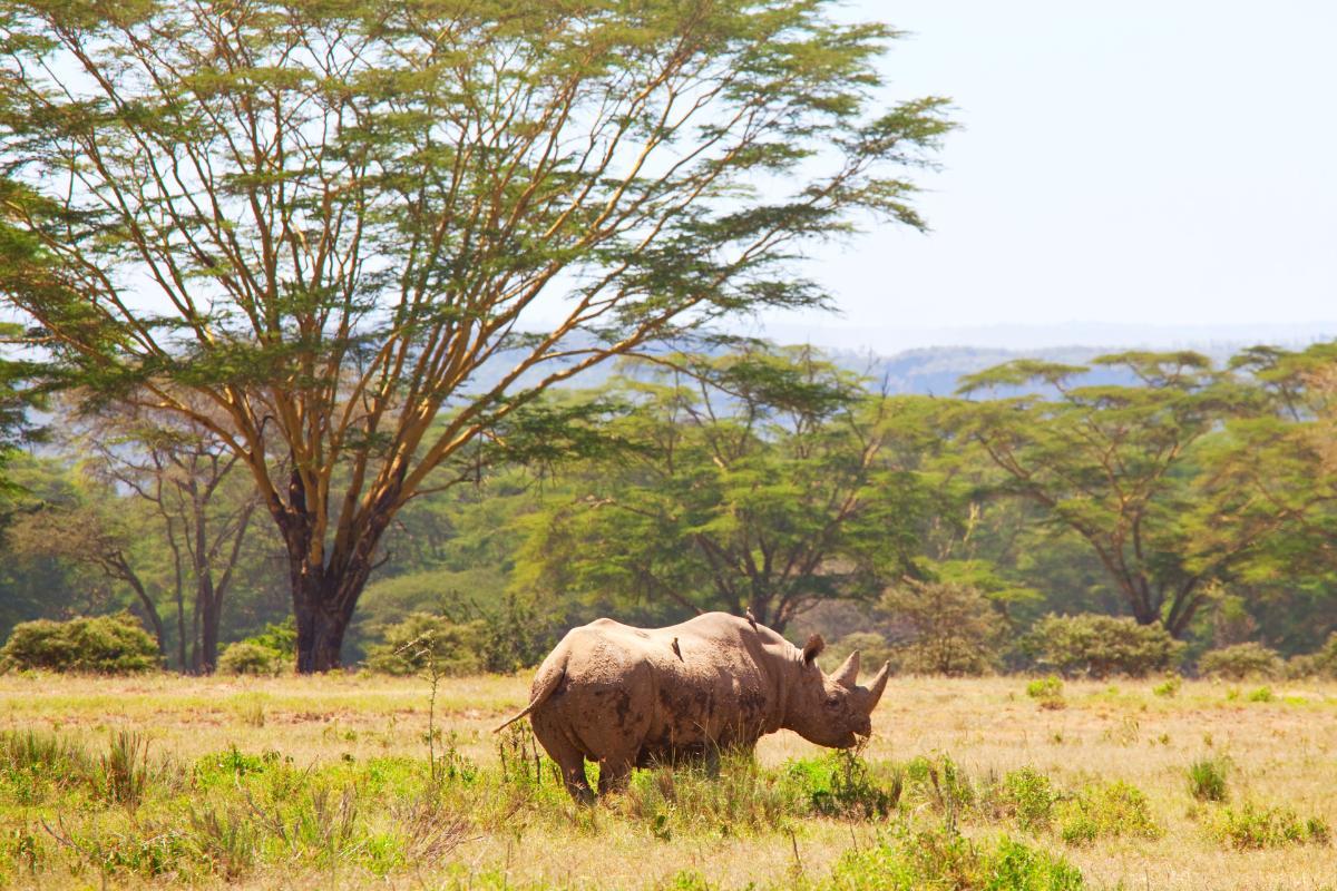 Onde os rinocerontes vivem?
