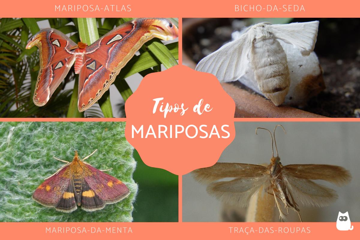 Tipos de mariposas ou traças