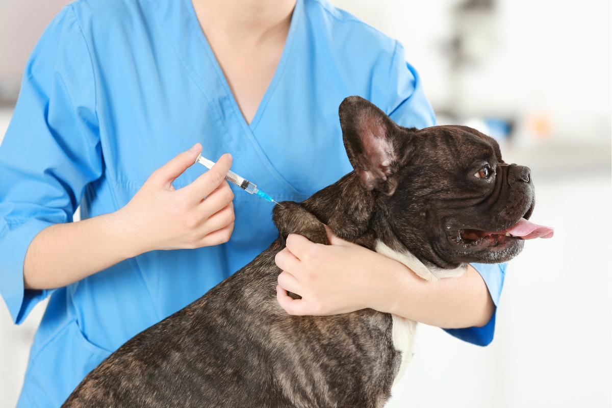 O que fazer depois que o cachorro toma vacina?