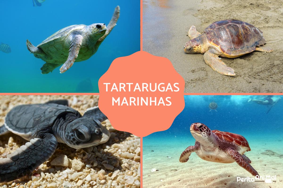 Tartarugas marinhas - Características e onde vivem