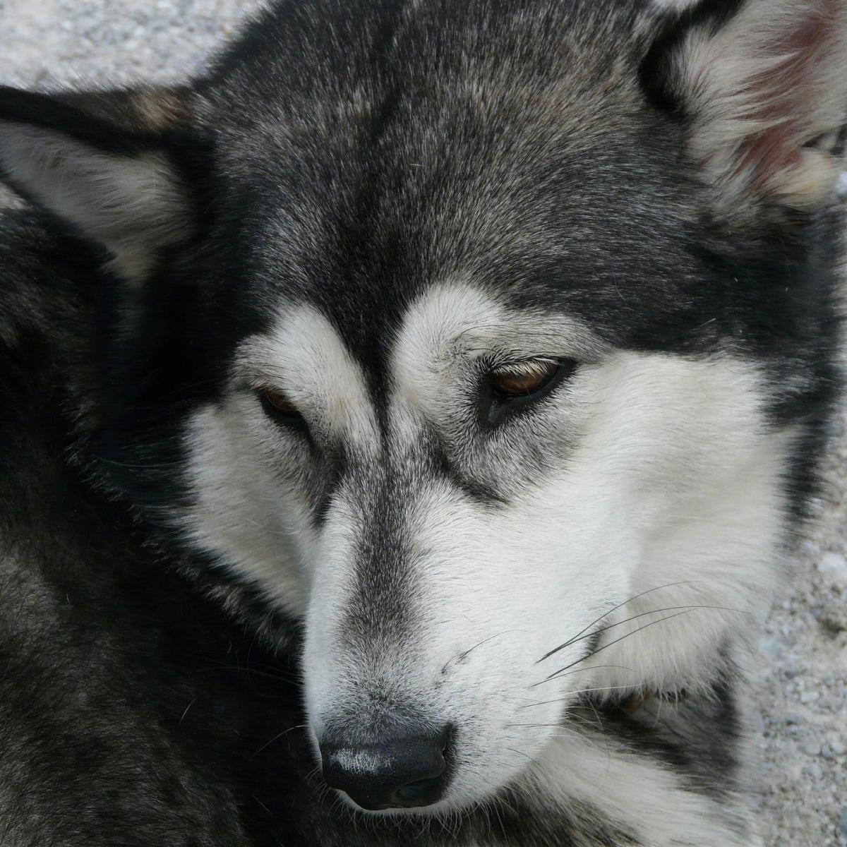 Doenças mais comuns do Husky Siberiano