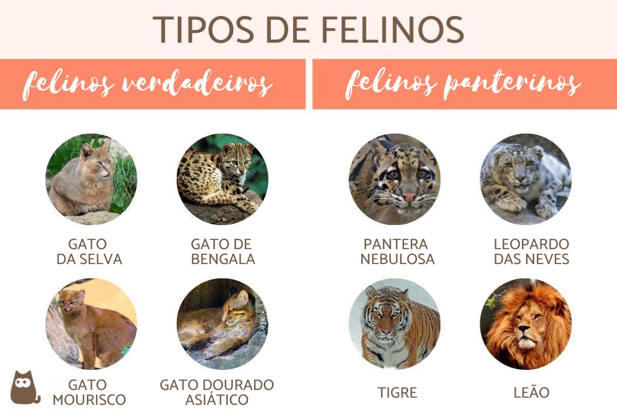 Tipos de felinos - Características e exemplos