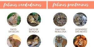Tipos de felinos - Características e exemplos