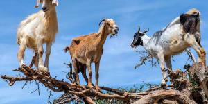 Cabras na árvore: mitos e verdades