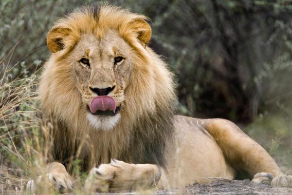 Tipos de panteras - Leão (Panthera leo)