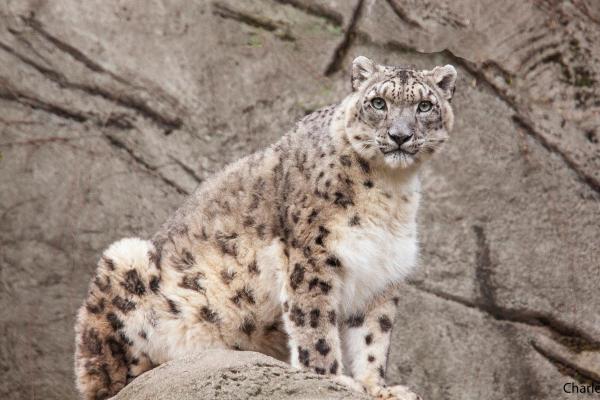 Tipos de panteras - Leopardo-das-neves (Panthera uncia)