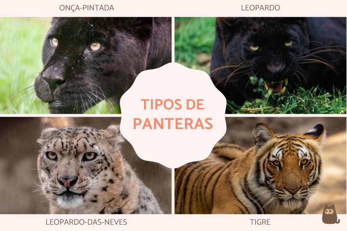 Tipos de panteras