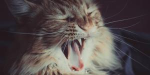 Gato babando: pode ser raiva?