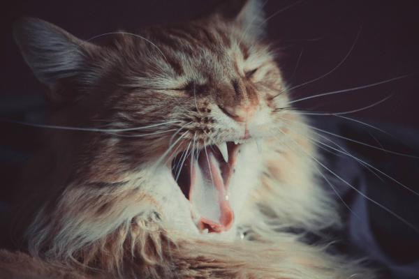 Gato babando: pode ser raiva?