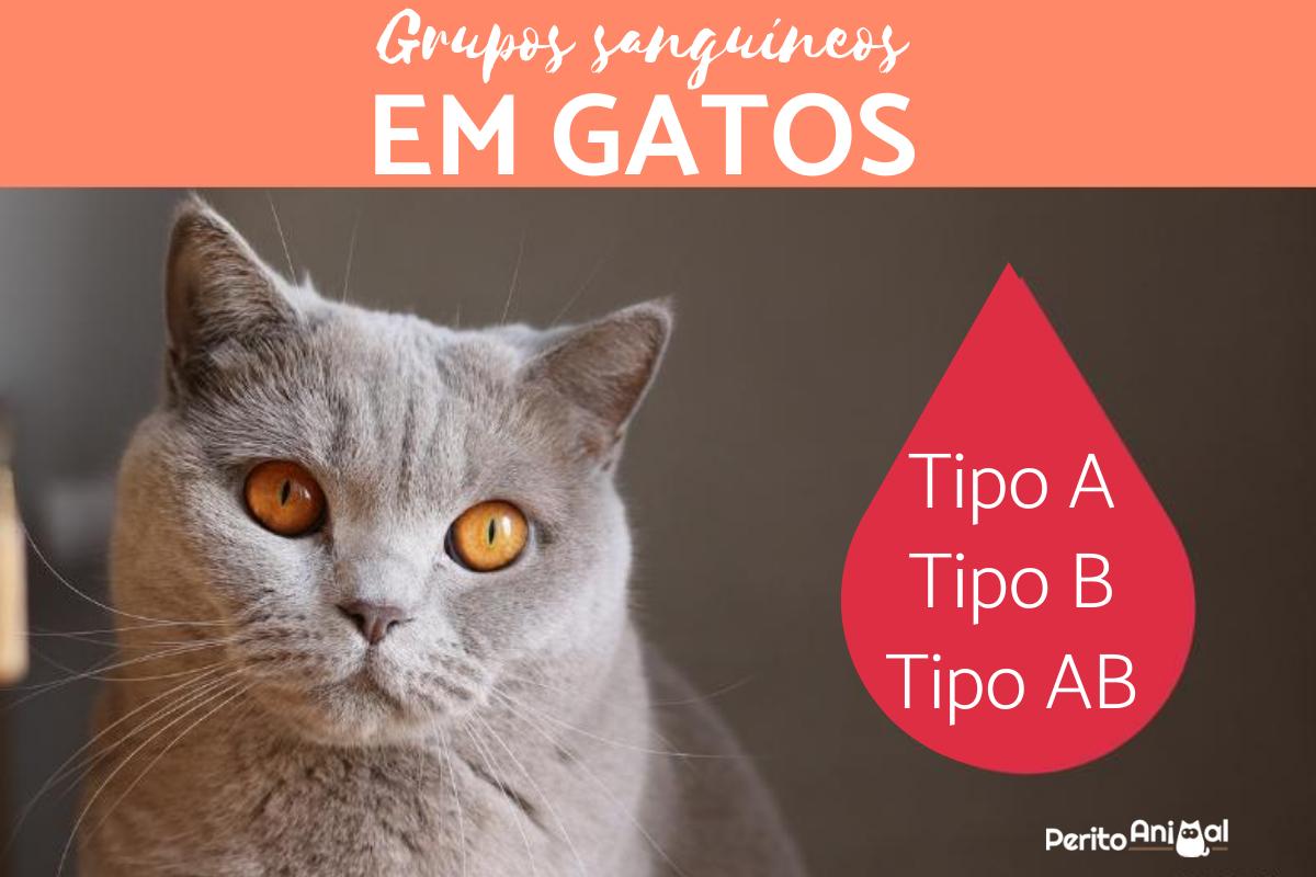 Grupos sanguíneos em gatos - Tipos e como saber