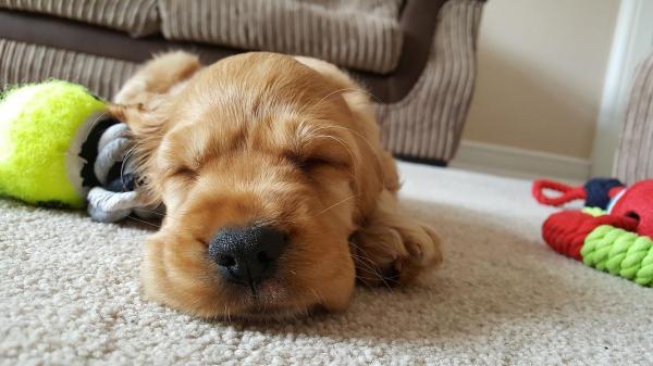 Nomes egípcios para cachorros - Nomes egípcios para cachorros machos