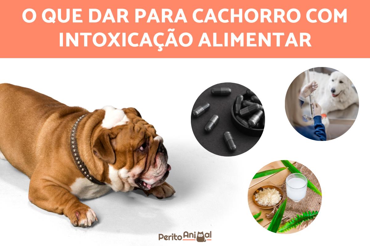 O que dar para cachorro com intoxicação alimentar