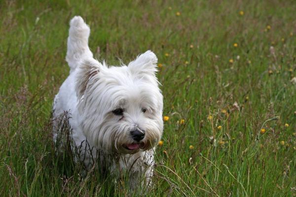 Doenças comuns em west highland white terrier - Prevenção dos problemas de saúde