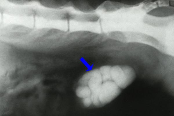 Problemas renais em gatos: tipos, sintomas e tratamentos - 5. Cálculos renais