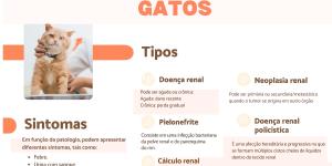 Problemas renais em gatos: tipos, sintomas e tratamentos