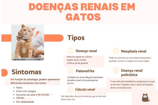 Problemas renais em gatos: tipos, sintomas e tratamentos