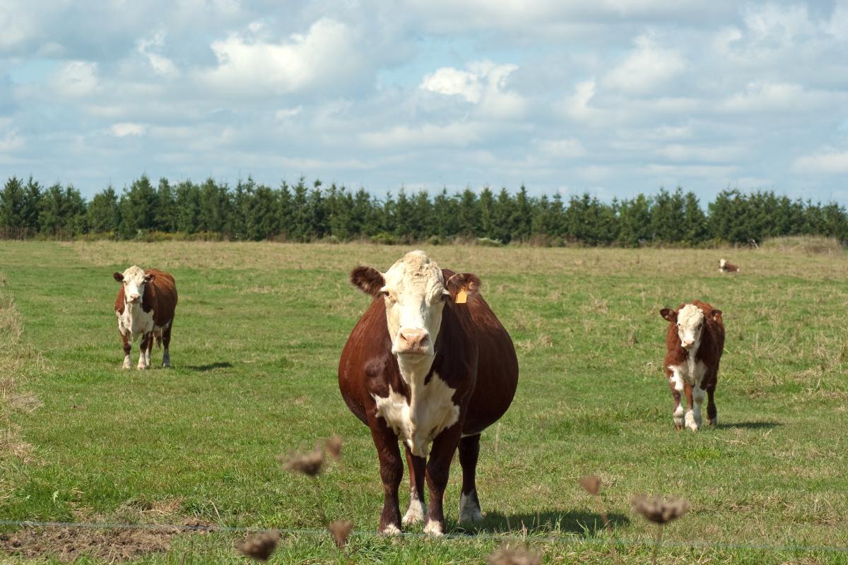 Como saber se uma vaca está prenha?