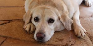 Receitas para cachorros obesos
