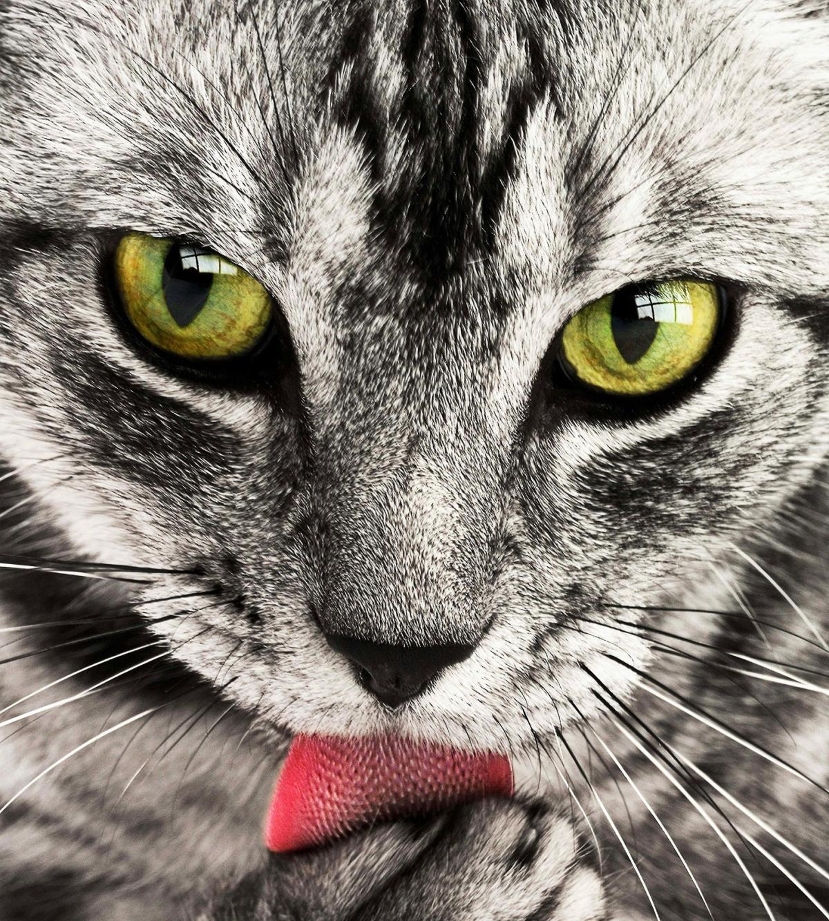 Comida caseira para gatos - Receita de peixe