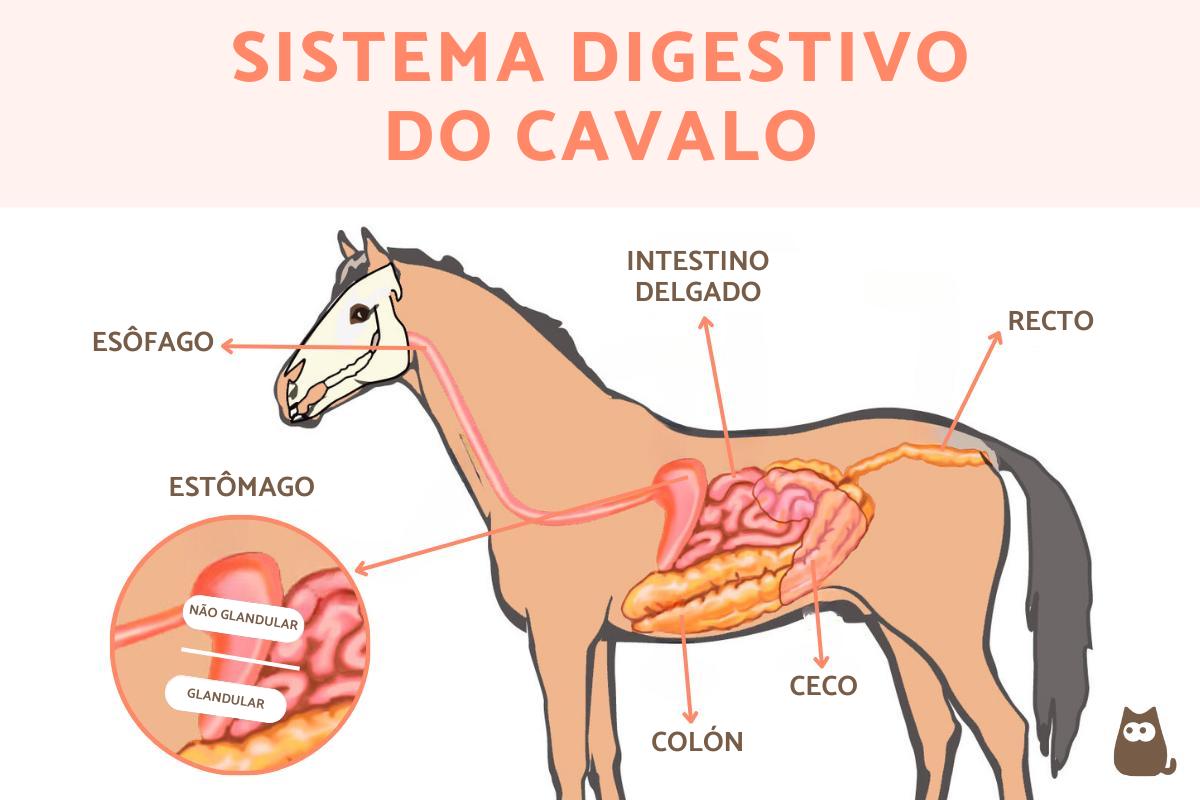 Sistema digestivo do cavalo