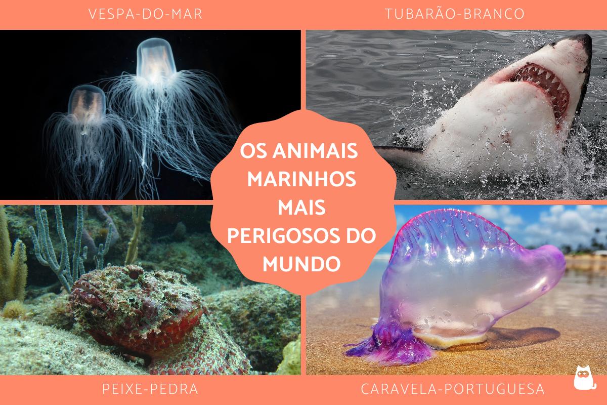 Os animais marinhos mais perigosos do mundo