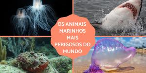 Os animais marinhos mais perigosos do mundo
