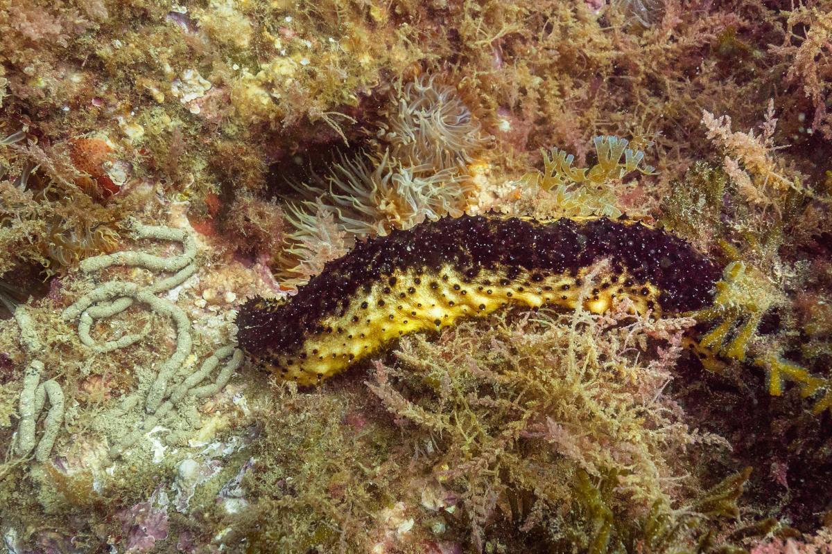 Pepinos-do-mar – O que são e características