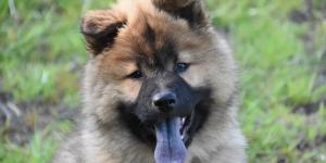 Por que existe cachorro de língua azul?