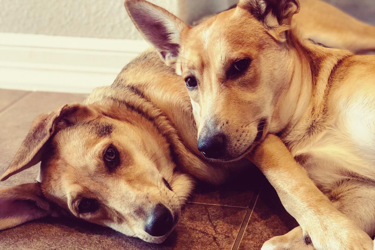 Cachorro castrado pode engravidar cadela?