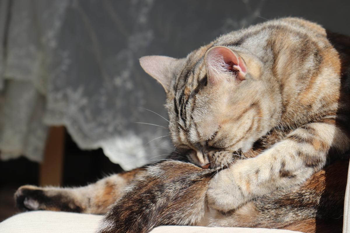 Por que meu gato se morde?