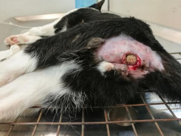 Doenças de pele em gatos - Abscessos
