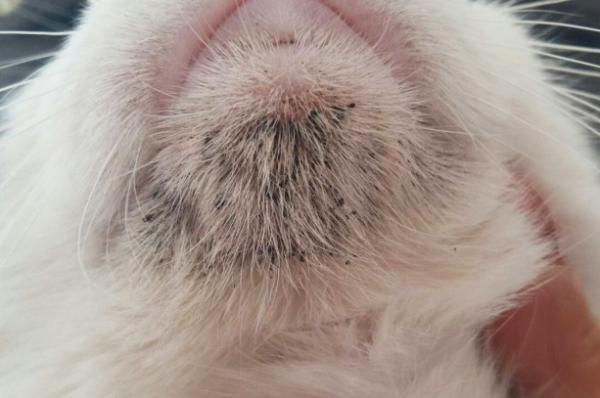 Doenças de pele em gatos - Acne felina