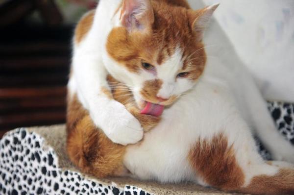 Doenças de pele em gatos - Alopecia psicogênica felina