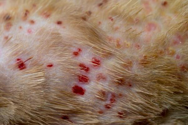 Doenças de pele em gatos - Dermatite alérgica por picada de pulga