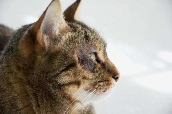 Doenças de pele em gatos - Dermatite solar em gatos