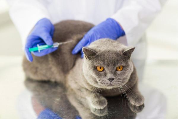 Doenças de pele em gatos - Fibrosarcoma associado a injeções