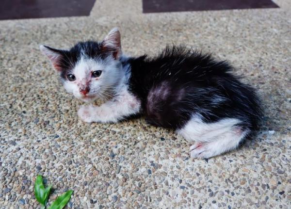 Doenças de pele em gatos - Micose em gatos
