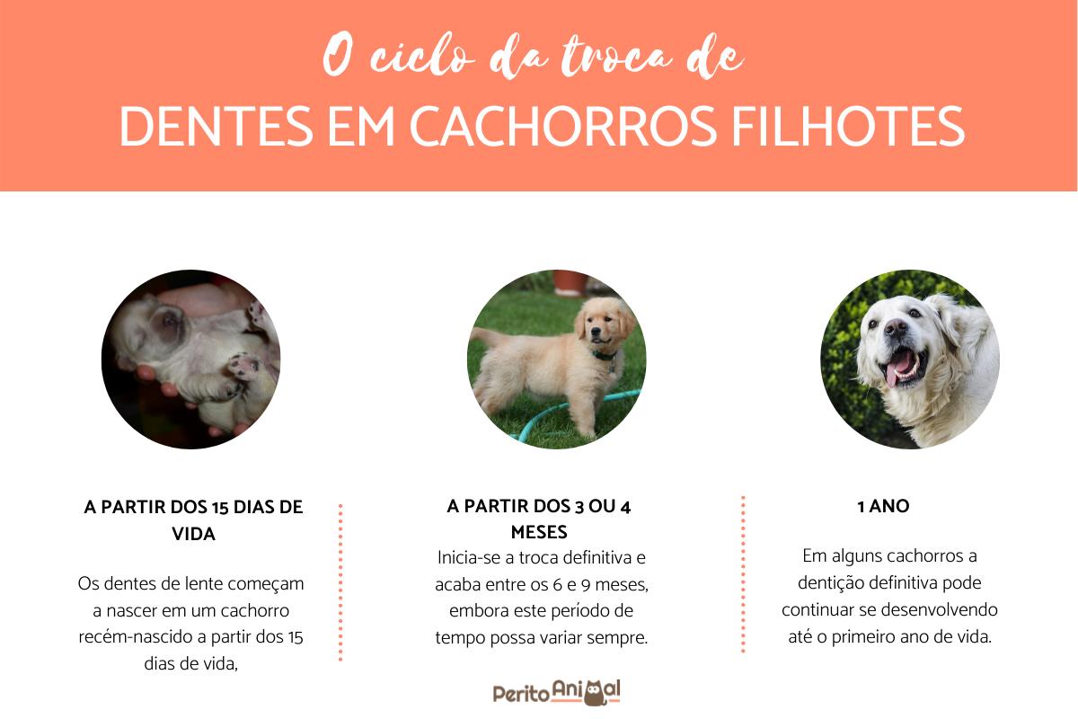 Troca de dentes do cachorro