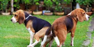 Por que os cachorros ficam grudados quando cruzam?