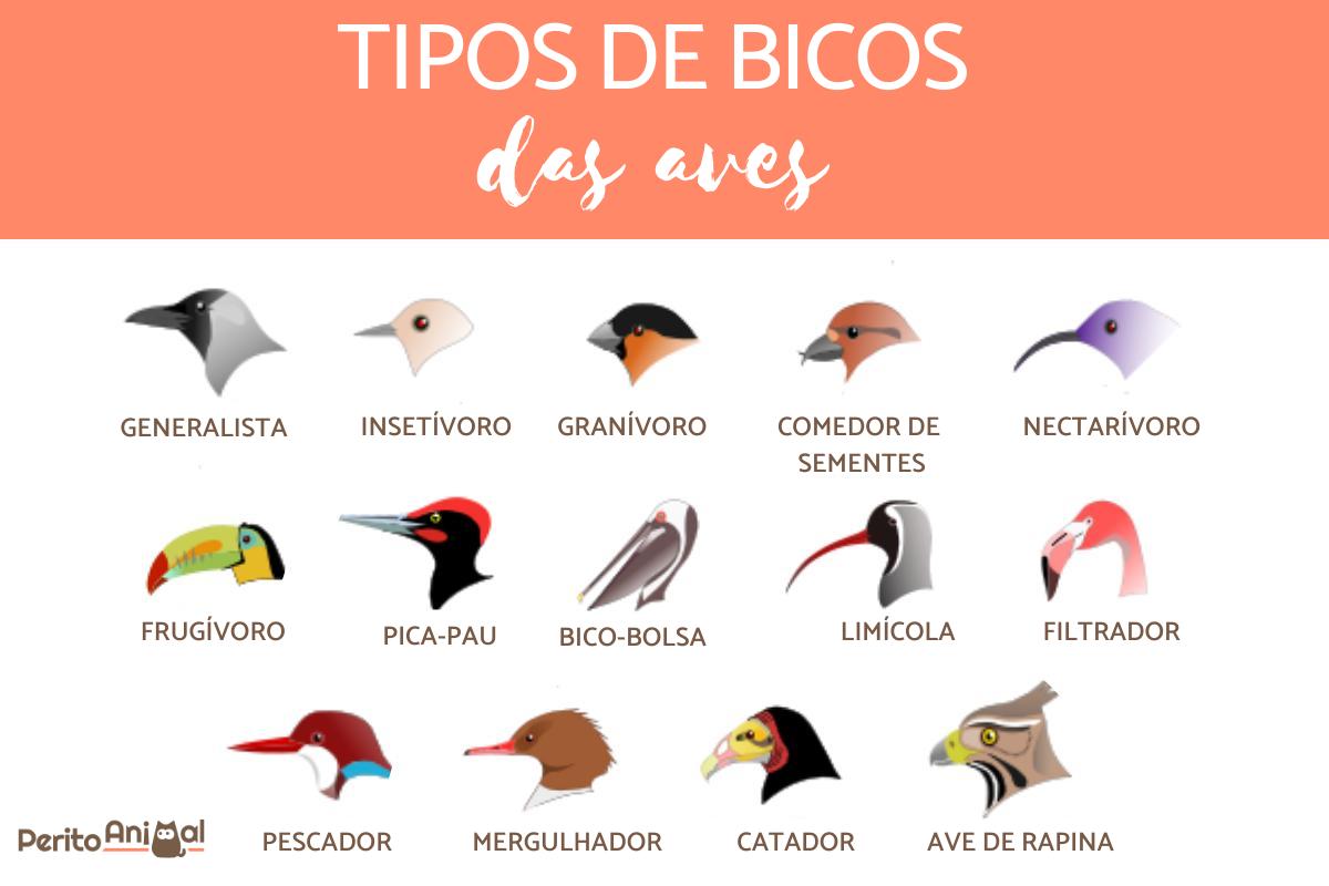 Tipos de bicos de aves