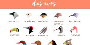 Tipos de bicos de aves