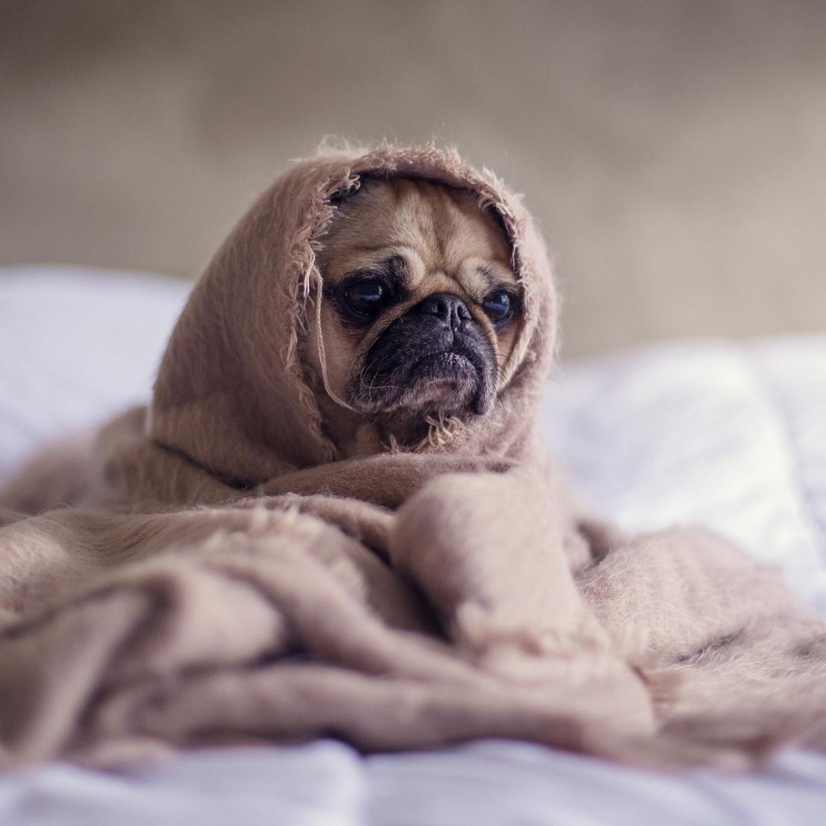 Doenças comuns do pug