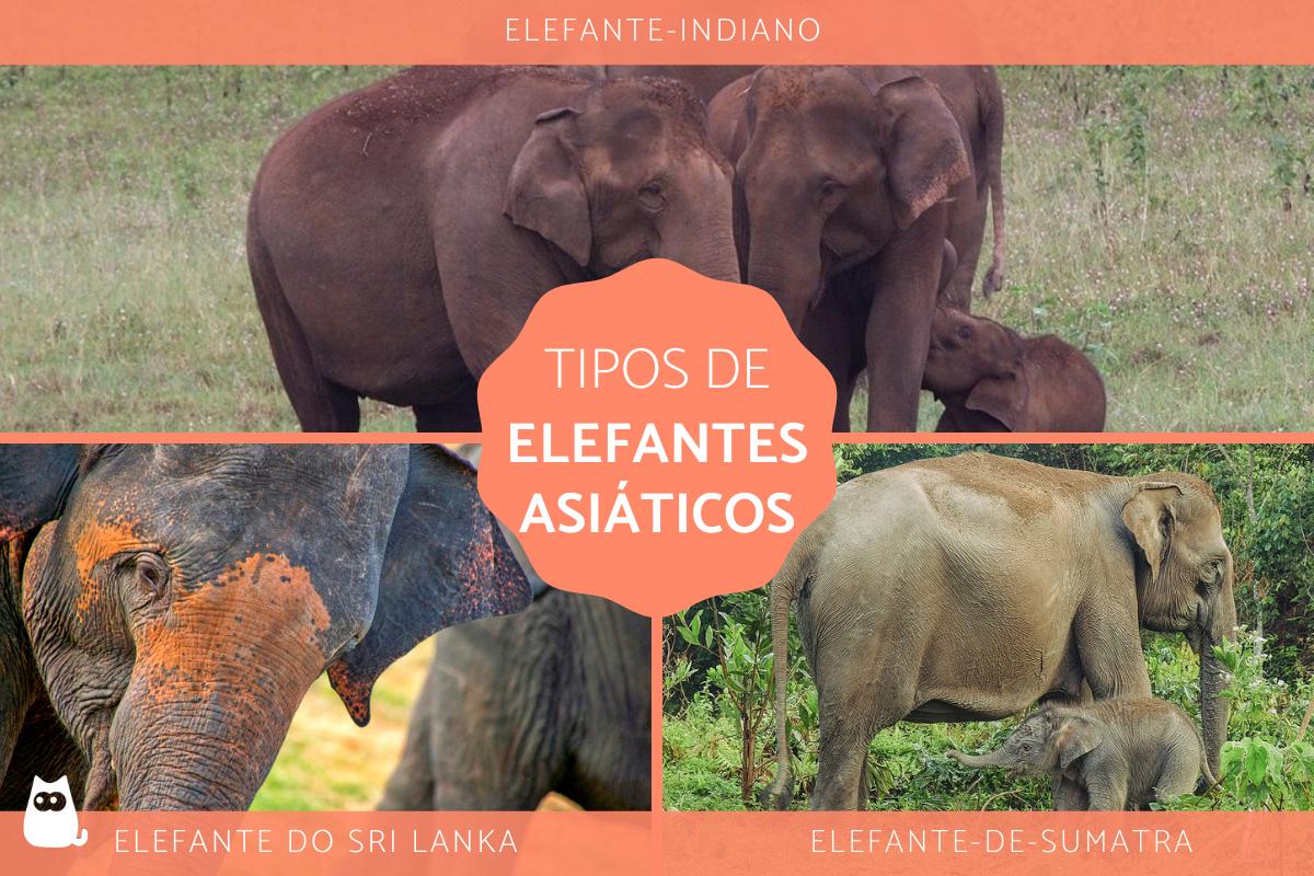 Elefantes asiáticos – Tipos e características