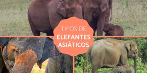 Elefantes asiáticos – Tipos e características