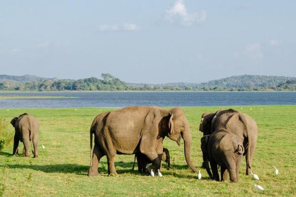 Elefantes asiáticos – Tipos e características - Onde o elefante asiático vive?