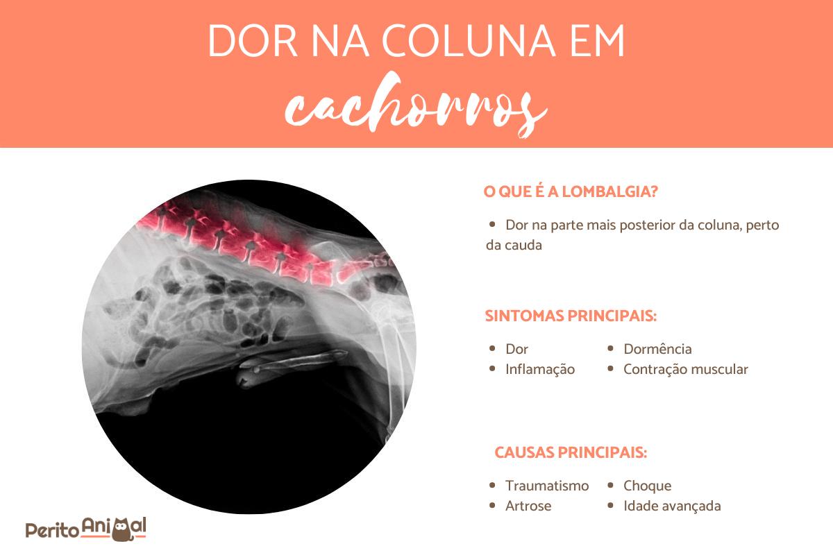 Cachorro com dor na coluna - Causas e tratamento