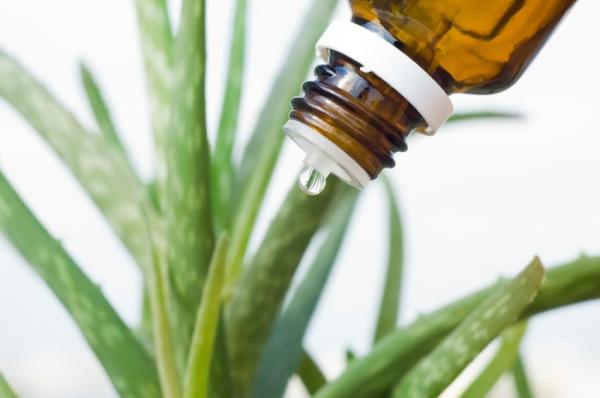 Remédio caseiro para dermatite em cachorros com Aloe Vera - Como usar o Aloe Vera?