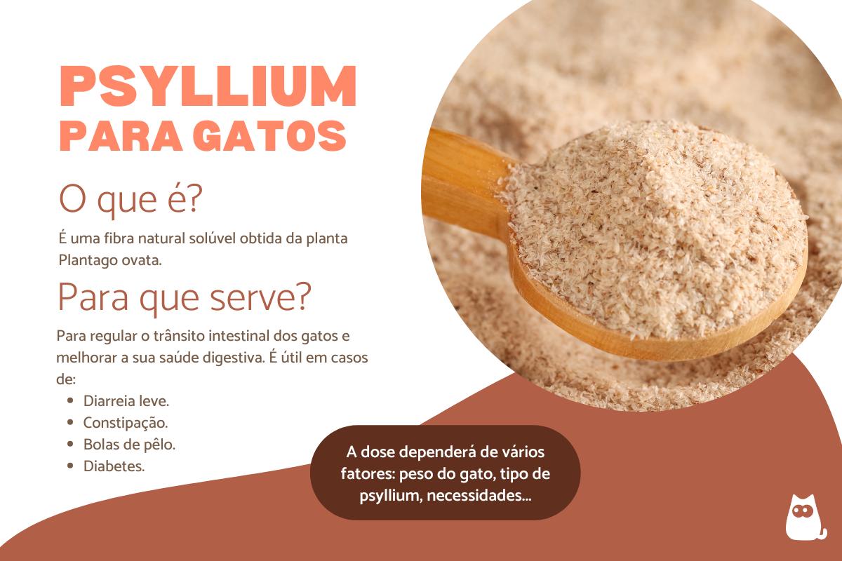 Psyllium para gatos: doses e para que serve