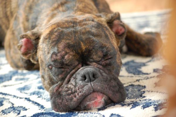 Remédio caseiro para dermatite em cachorros com Aloe Vera - Sintomas de dermatite em cachorro