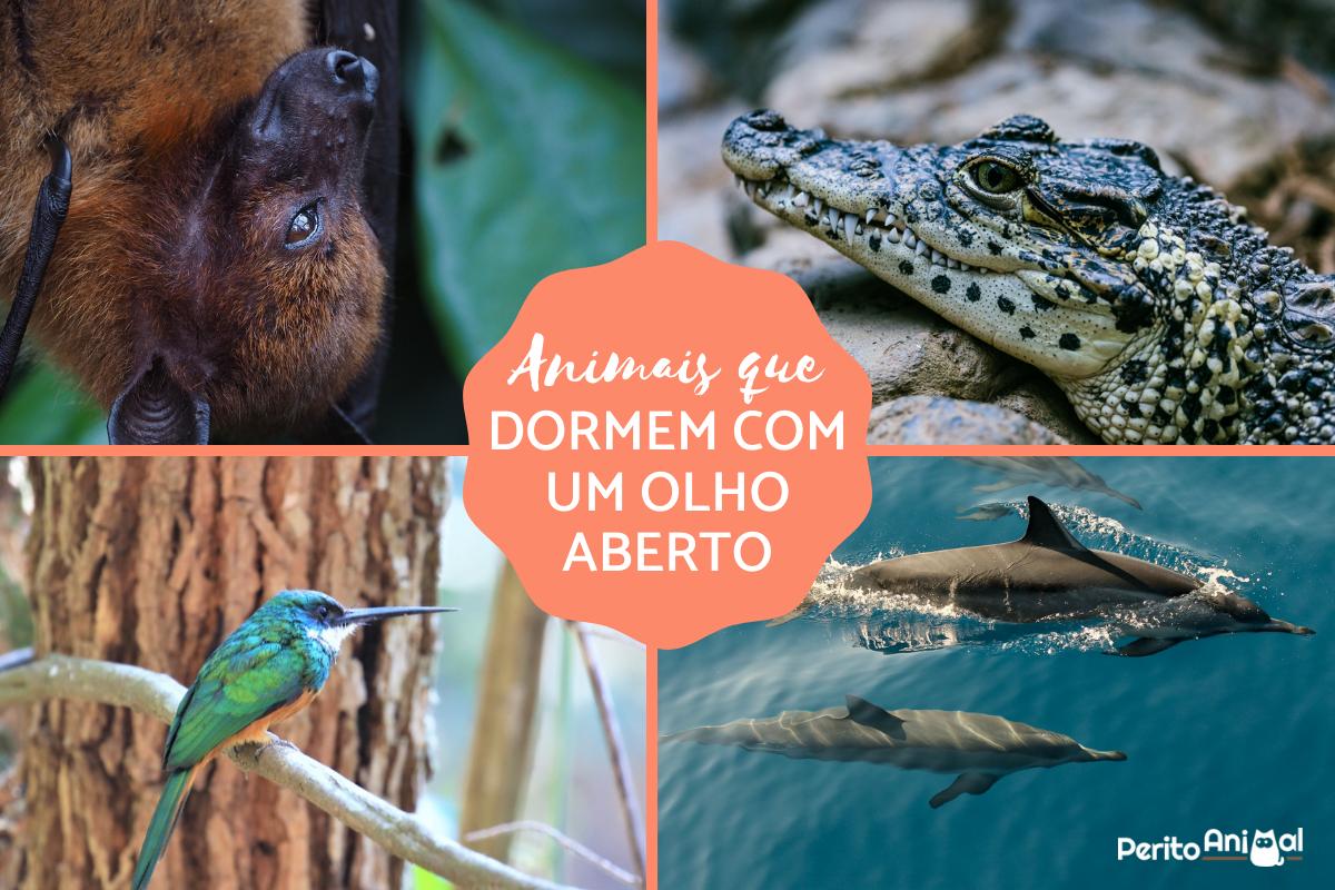 Animais que dormem com um olho aberto